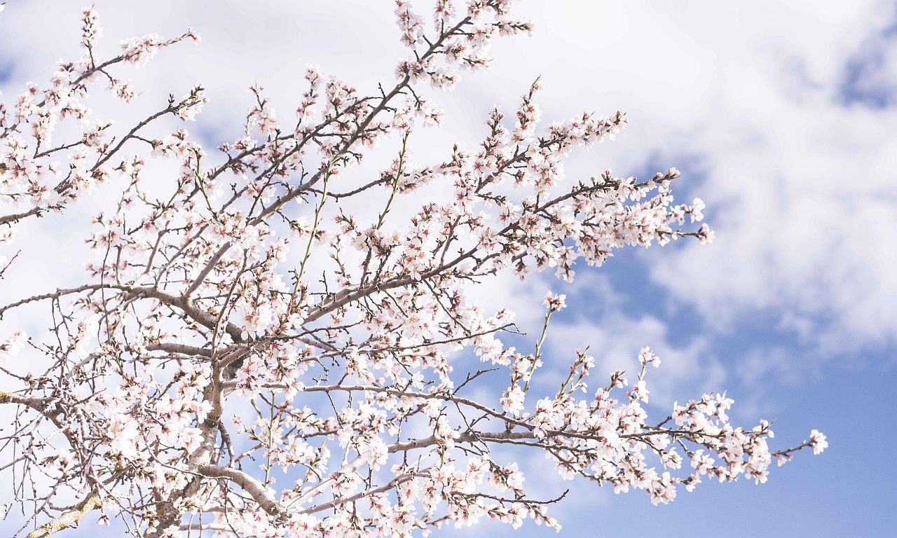 Spring Blossom